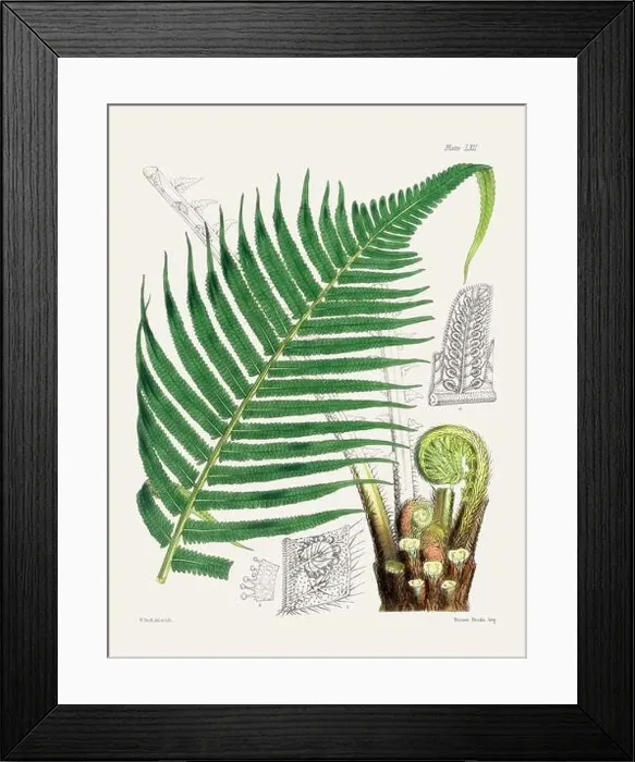 Framed Print : Vintage fern illustration. Botanical art from a book published in London, circa 1859 Framed Print : Vintage fern illustration. Botanical art from a book published in London, circa 1859