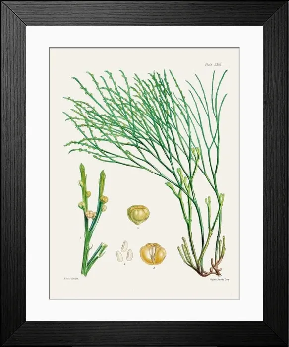 Framed Print : Vintage fern illustration. Botanical art from a book published in London, circa 1859 Framed Print : Vintage fern illustration. Botanical art from a book published in London, circa 1859