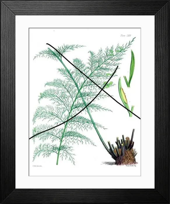 Framed Print : Vintage fern illustration. Botanical art from a book published in London, circa 1859 Framed Print : Vintage fern illustration. Botanical art from a book published in London, circa 1859