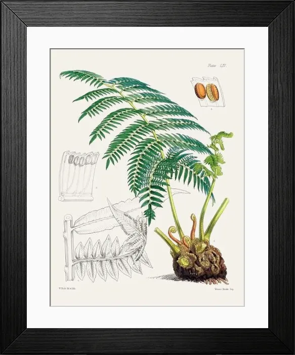 Framed Print : Vintage fern illustration. Botanical art from a book published in London, circa 1859 Framed Print : Vintage fern illustration. Botanical art from a book published in London, circa 1859