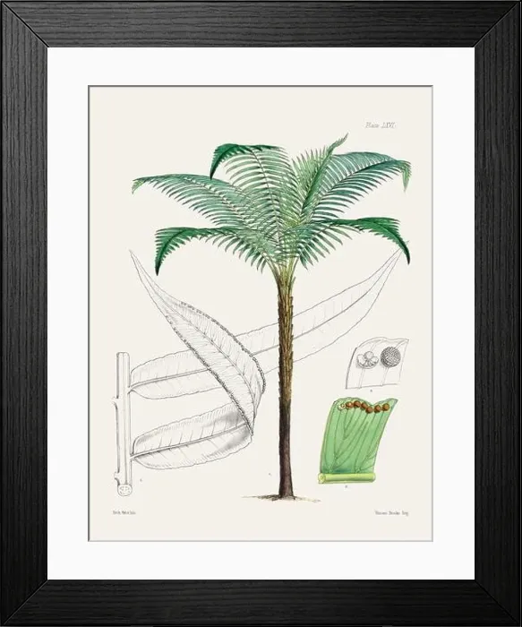 Framed Print : Vintage fern illustration. Botanical art from a book published in London, circa 1859 Framed Print : Vintage fern illustration. Botanical art from a book published in London, circa 1859