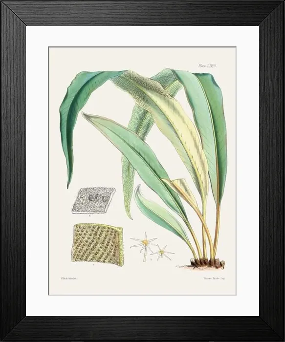 Framed Print : Vintage fern illustration. Botanical art from a book published in London, circa 1859 Framed Print : Vintage fern illustration. Botanical art from a book published in London, circa 1859