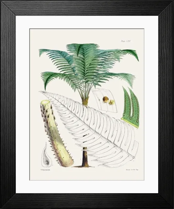 Framed Print : Vintage fern illustration. Botanical art from a book published in London, circa 1859 Framed Print : Vintage fern illustration. Botanical art from a book published in London, circa 1859