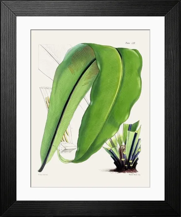 Framed Print : Vintage fern illustration. Botanical art from a book published in London, circa 1859 Framed Print : Vintage fern illustration. Botanical art from a book published in London, circa 1859