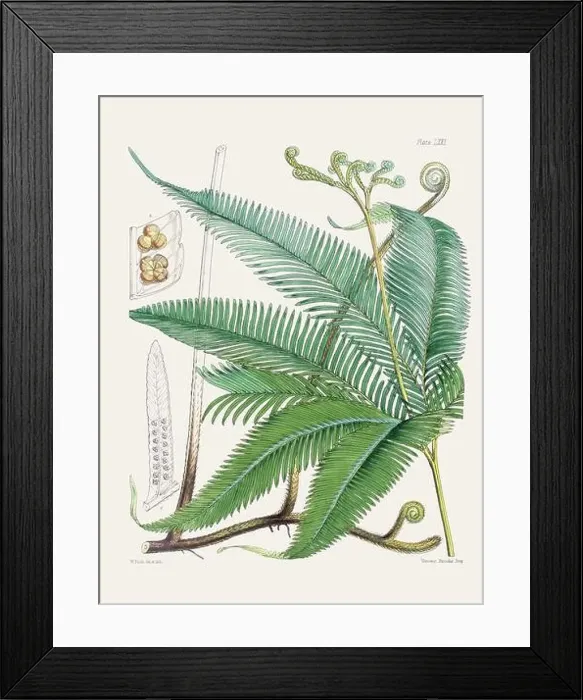 Framed Print : Vintage fern illustration. Botanical art from a book published in London, circa 1859 Framed Print : Vintage fern illustration. Botanical art from a book published in London, circa 1859