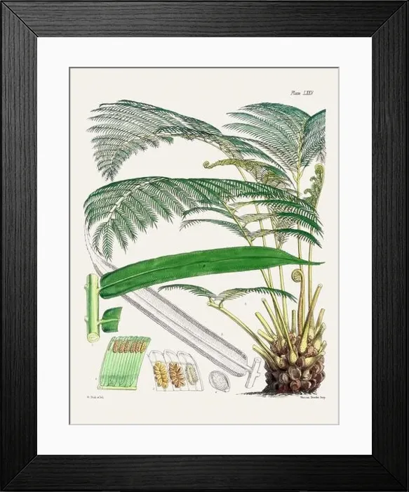 Framed Print : Vintage fern illustration. Botanical art from a book published in London, circa 1859 Framed Print : Vintage fern illustration. Botanical art from a book published in London, circa 1859