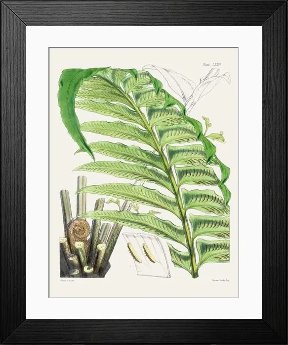 Framed Print : Vintage fern illustration. Botanical art from a book published in London, circa 1859 Framed Print : Vintage fern illustration. Botanical art from a book published in London, circa 1859