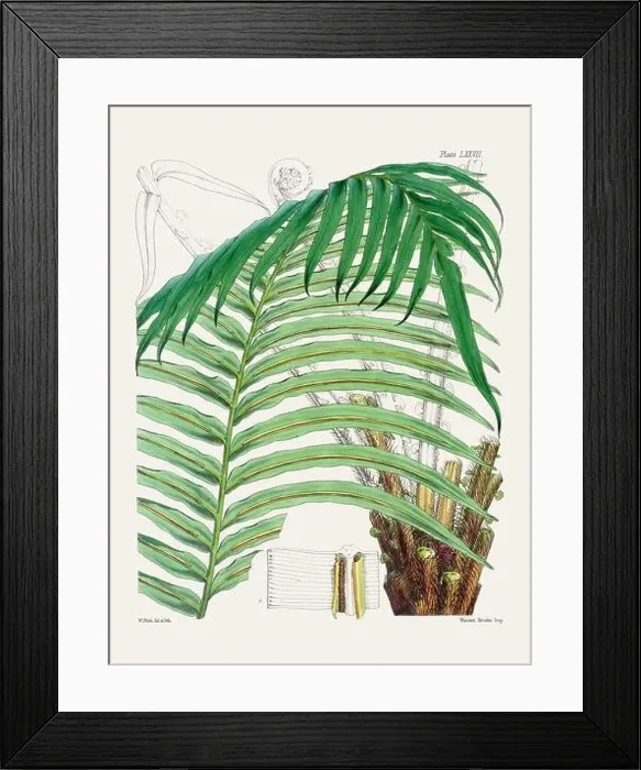 Framed Print : Vintage fern illustration. Botanical art from a book published in London, circa 1859 Framed Print : Vintage fern illustration. Botanical art from a book published in London, circa 1859