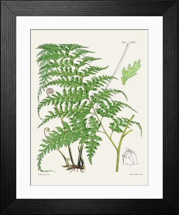 Framed Print : Vintage fern illustration. Botanical art from a book published in London, circa 1859 Framed Print : Vintage fern illustration. Botanical art from a book published in London, circa 1859