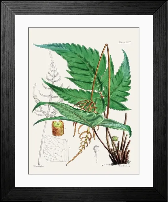 Framed Print : Vintage fern illustration. Botanical art from a book published in London, circa 1859 Framed Print : Vintage fern illustration. Botanical art from a book published in London, circa 1859