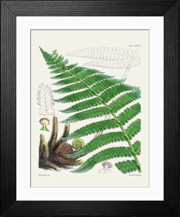 Framed Print : Vintage fern illustration. Botanical art from a book published in London, circa 1859 Framed Print : Vintage fern illustration. Botanical art from a book published in London, circa 1859