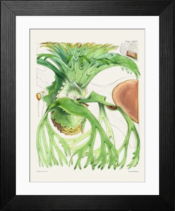 Framed Print : Vintage fern illustration. Botanical art from a book published in London, circa 1859 Framed Print : Vintage fern illustration. Botanical art from a book published in London, circa 1859