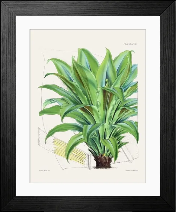 Framed Print : Vintage fern illustration. Botanical art from a book published in London, circa 1859 Framed Print : Vintage fern illustration. Botanical art from a book published in London, circa 1859