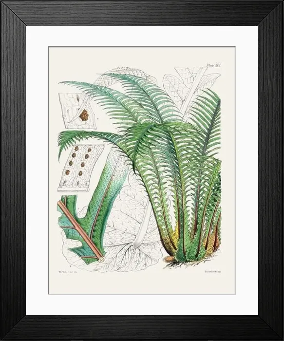 Framed Print : Vintage fern illustration. Botanical art from a book published in London, circa 1859 Framed Print : Vintage fern illustration. Botanical art from a book published in London, circa 1859