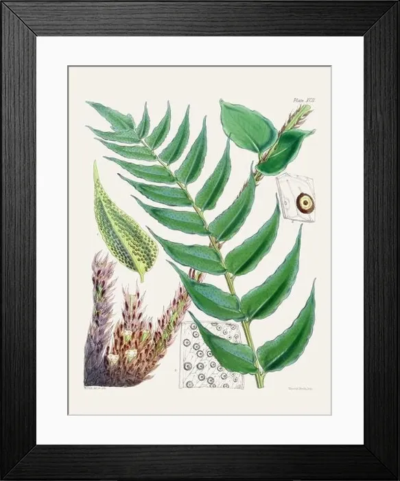Framed Print : Vintage fern illustration. Botanical art from a book published in London, circa 1859 Framed Print : Vintage fern illustration. Botanical art from a book published in London, circa 1859