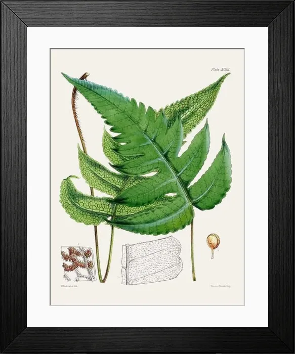 Framed Print : Vintage fern illustration. Botanical art from a book published in London, circa 1859 Framed Print : Vintage fern illustration. Botanical art from a book published in London, circa 1859