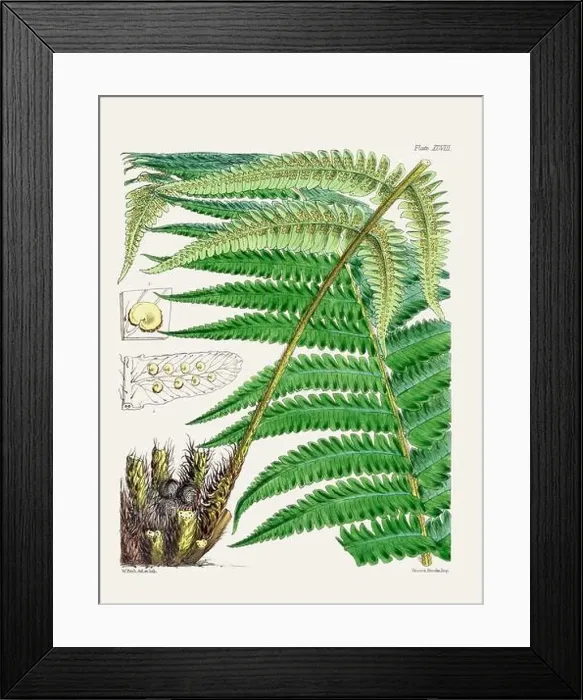 Framed Print : Vintage fern illustration. Botanical art from a book published in London, circa 1859 Framed Print : Vintage fern illustration. Botanical art from a book published in London, circa 1859