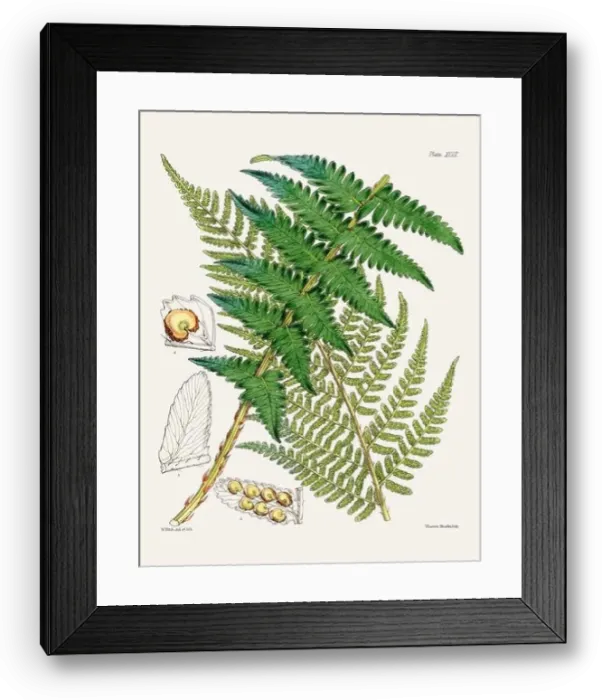 Framed Print : Vintage fern illustration. Botanical art from a book published in London, circa 1859 Framed Print : Vintage fern illustration. Botanical art from a book published in London, circa 1859