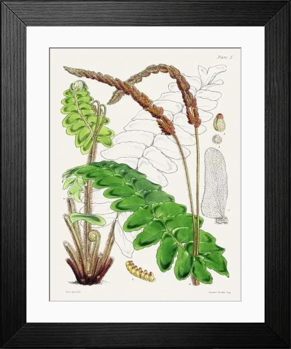 Framed Print : Vintage fern illustration. Botanical art from a book published in London, circa 1859 Framed Print : Vintage fern illustration. Botanical art from a book published in London, circa 1859