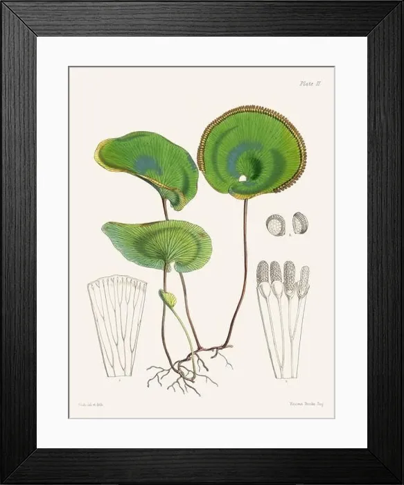 Framed Print : Vintage fern illustration. Botanical art from a book published in London, circa 1859 Framed Print : Vintage fern illustration. Botanical art from a book published in London, circa 1859