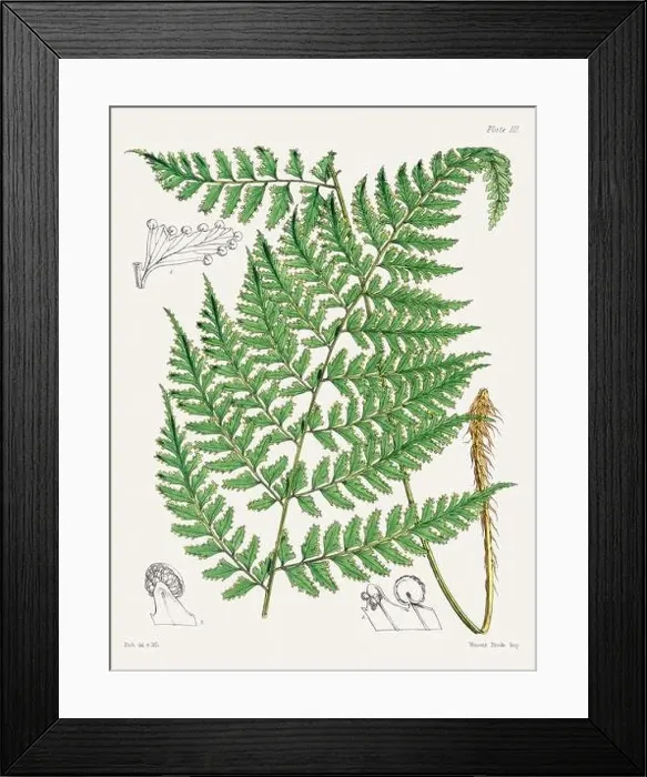 Framed Print : Vintage fern illustration. Botanical art from a book published in London, circa 1859 Framed Print : Vintage fern illustration. Botanical art from a book published in London, circa 1859