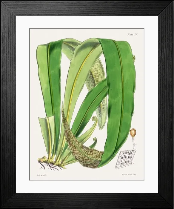 Framed Print : Vintage fern illustration. Botanical art from a book published in London, circa 1859 Framed Print : Vintage fern illustration. Botanical art from a book published in London, circa 1859