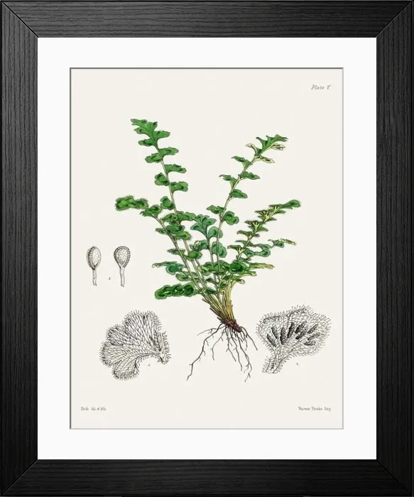Framed Print : Vintage fern illustration. Botanical art from a book published in London, circa 1859 Framed Print : Vintage fern illustration. Botanical art from a book published in London, circa 1859