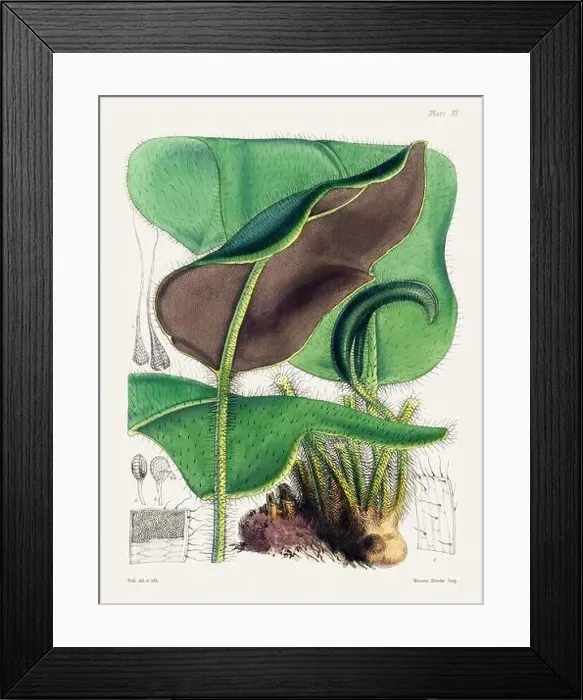 Framed Print : Vintage fern illustration. Botanical art from a book published in London, circa 1859 Framed Print : Vintage fern illustration. Botanical art from a book published in London, circa 1859
