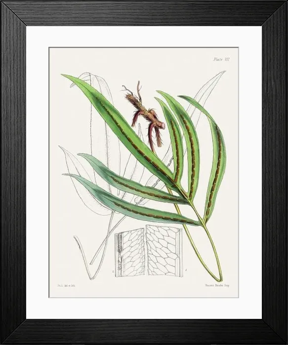 Framed Print : Vintage fern illustration. Botanical art from a book published in London, circa 1859 Framed Print : Vintage fern illustration. Botanical art from a book published in London, circa 1859