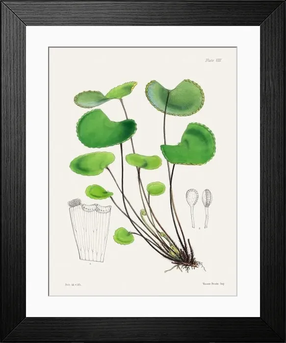 Framed Print : Vintage fern illustration. Botanical art from a book published in London, circa 1859 Framed Print : Vintage fern illustration. Botanical art from a book published in London, circa 1859