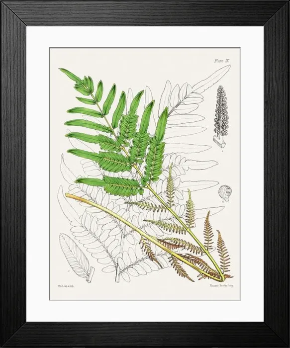 Framed Print : Vintage fern illustration. Botanical art from a book published in London, circa 1859 Framed Print : Vintage fern illustration. Botanical art from a book published in London, circa 1859