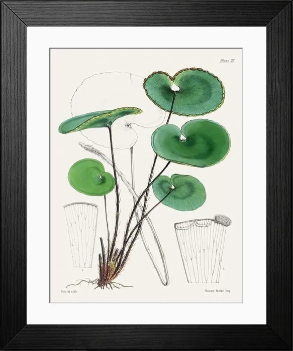 Framed Print : Vintage fern illustration. Botanical art from a book published in London, circa 1859 Framed Print : Vintage fern illustration. Botanical art from a book published in London, circa 1859