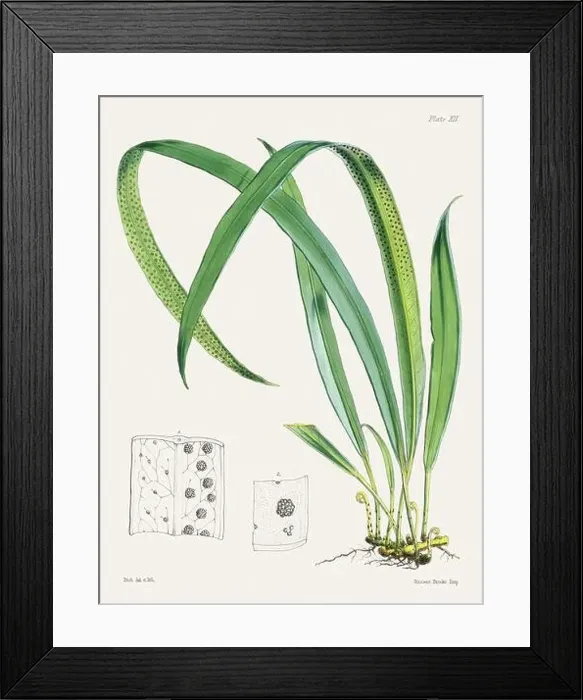 Framed Print : Vintage fern illustration. Botanical art from a book published in London, circa 1859 Framed Print : Vintage fern illustration. Botanical art from a book published in London, circa 1859