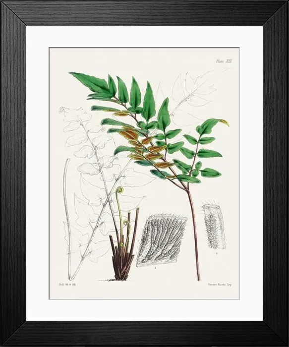 Framed Print : Vintage fern illustration. Botanical art from a book published in London, circa 1859 Framed Print : Vintage fern illustration. Botanical art from a book published in London, circa 1859