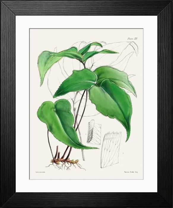 Framed Print : Vintage fern illustration. Botanical art from a book published in London, circa 1859 Framed Print : Vintage fern illustration. Botanical art from a book published in London, circa 1859