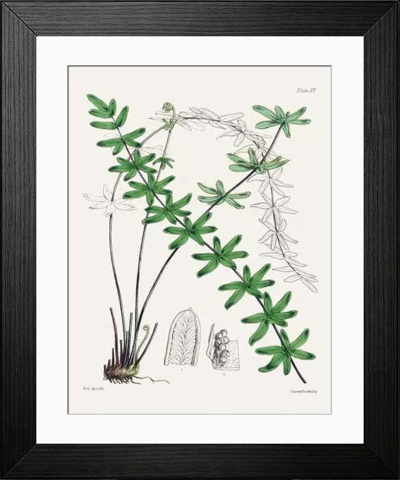 Framed Print : Vintage fern illustration. Botanical art from a book published in London, circa 1859 Framed Print : Vintage fern illustration. Botanical art from a book published in London, circa 1859