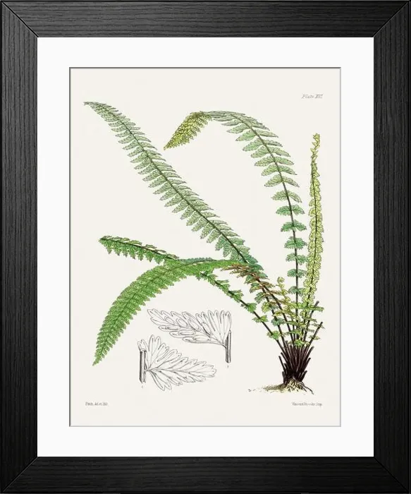 Framed Print : Vintage fern illustration. Botanical art from a book published in London, circa 1859 Framed Print : Vintage fern illustration. Botanical art from a book published in London, circa 1859