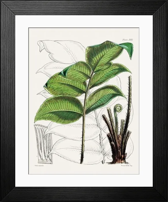 Framed Print : Vintage fern illustration. Botanical art from a book published in London, circa 1859 Framed Print : Vintage fern illustration. Botanical art from a book published in London, circa 1859