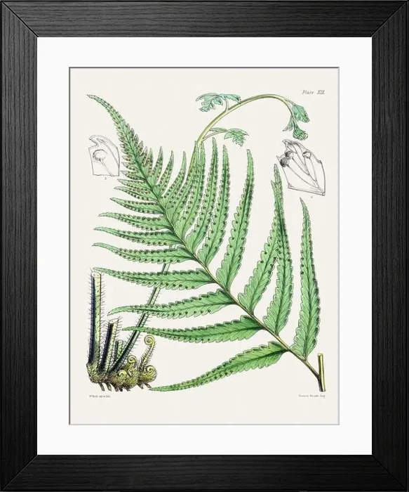 Framed Print : Vintage fern illustration. Botanical art from a book published in London, circa 1859 Framed Print : Vintage fern illustration. Botanical art from a book published in London, circa 1859