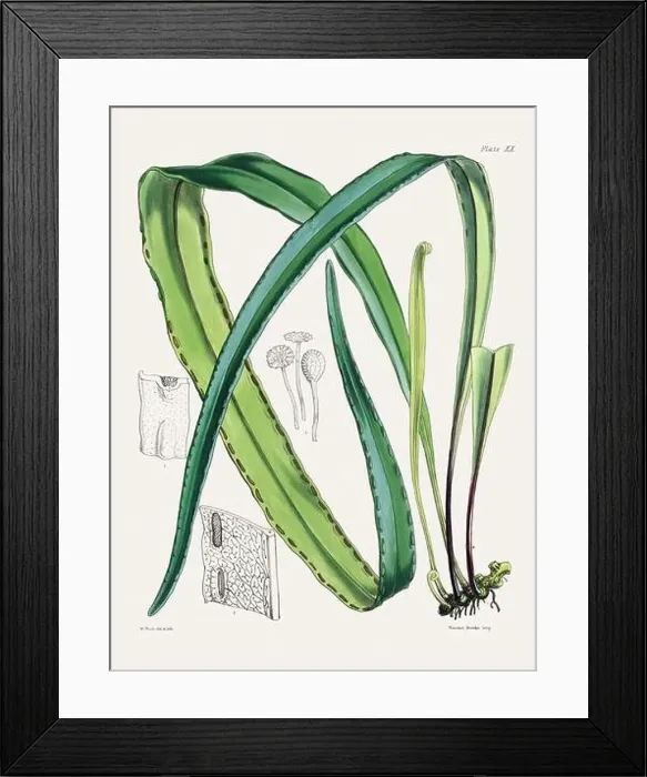 Framed Print : Vintage fern illustration. Botanical art from a book published in London, circa 1859 Framed Print : Vintage fern illustration. Botanical art from a book published in London, circa 1859
