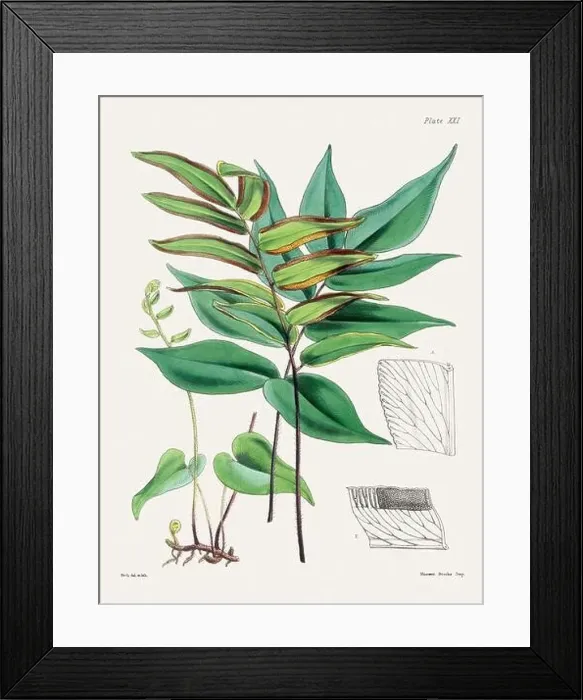 Framed Print : Vintage fern illustration. Botanical art from a book published in London, circa 1859 Framed Print : Vintage fern illustration. Botanical art from a book published in London, circa 1859
