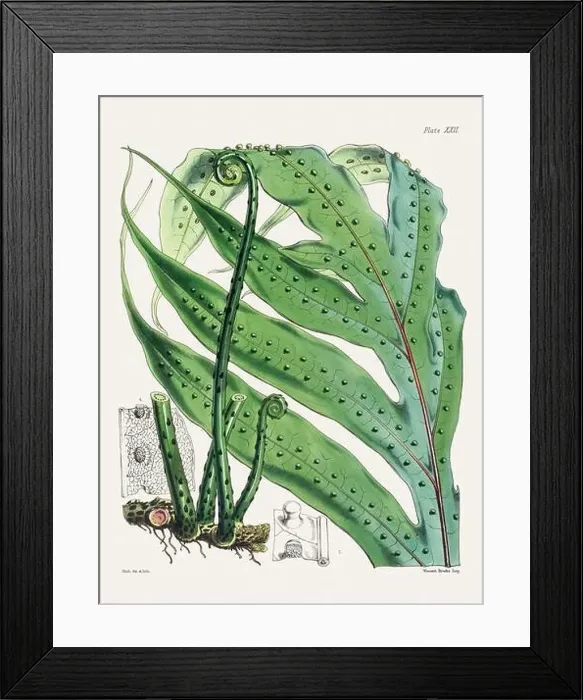 Framed Print : Vintage fern illustration. Botanical art from a book published in London, circa 1859 Framed Print : Vintage fern illustration. Botanical art from a book published in London, circa 1859