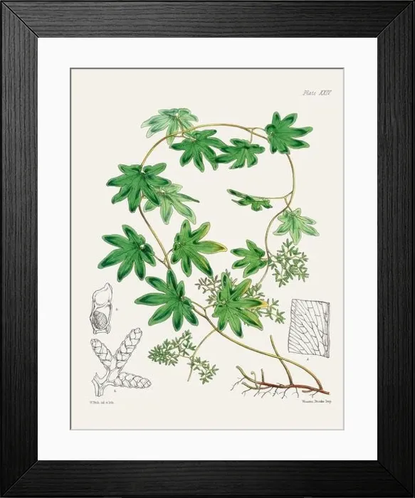 Framed Print : Vintage fern illustration. Botanical art from a book published in London, circa 1859 Framed Print : Vintage fern illustration. Botanical art from a book published in London, circa 1859