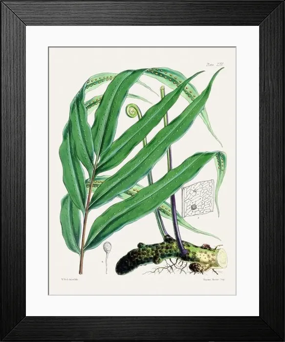 Framed Print : Vintage fern illustration. Botanical art from a book published in London, circa 1859 Framed Print : Vintage fern illustration. Botanical art from a book published in London, circa 1859