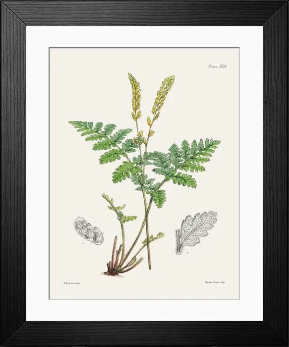 Framed Print : Vintage fern illustration. Botanical art from a book published in London, circa 1859 Framed Print : Vintage fern illustration. Botanical art from a book published in London, circa 1859