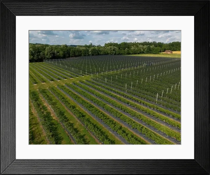 Framed Print : Modern Blueberry Orchard with Anti-hail nets Framed Print : Modern Blueberry Orchard with Anti-hail nets
