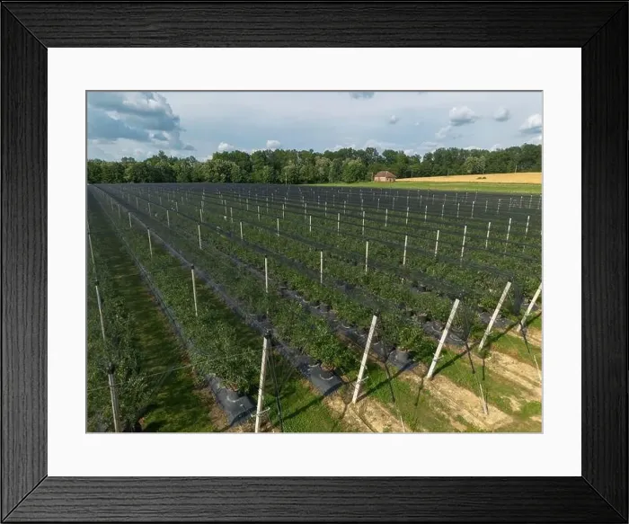 Framed Print : Modern Blueberry Orchard with Anti-hail nets Framed Print : Modern Blueberry Orchard with Anti-hail nets
