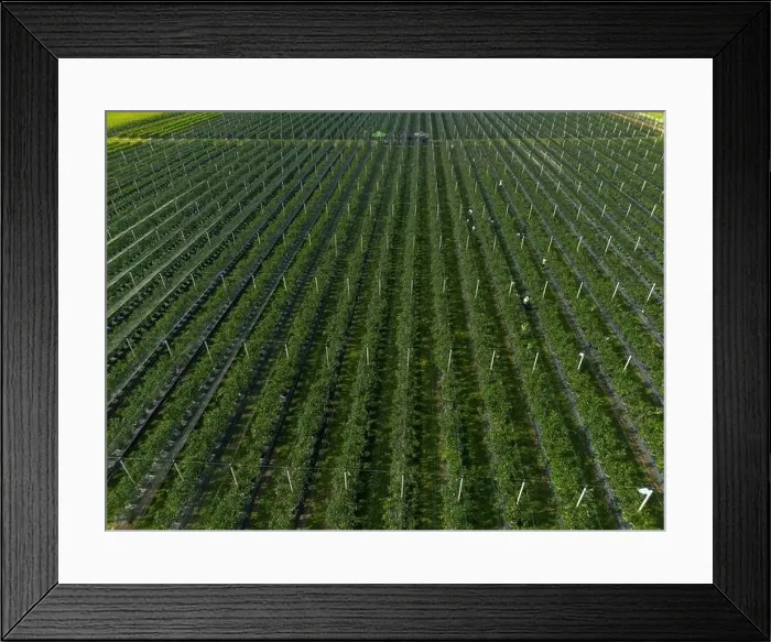 Framed Print : Modern Blueberry Orchard with Anti-hail nets Framed Print : Modern Blueberry Orchard with Anti-hail nets