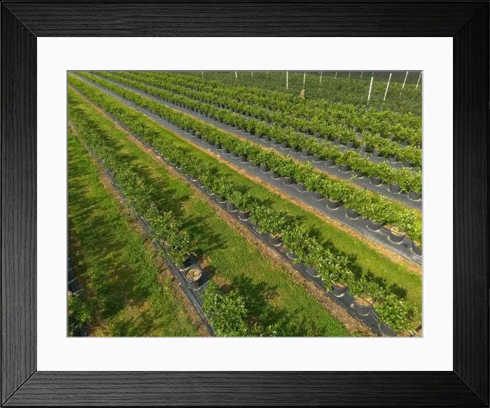 Framed Print : Modern Blueberry Orchard with Anti-hail nets Framed Print : Modern Blueberry Orchard with Anti-hail nets