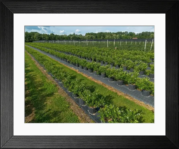 Framed Print : Modern Blueberry Orchard with Anti-hail nets Framed Print : Modern Blueberry Orchard with Anti-hail nets